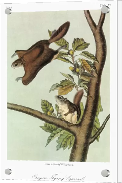 AUDUBON: FLYING SQUIRREL. Oregon, or Bachman, flying squirrel (Glaucomys sabrinus oregonensis)