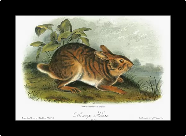 AUDUBON: RABBIT. Swamp rabbit, or swamp hare (Sylvilagus aquaticus). Lithograph