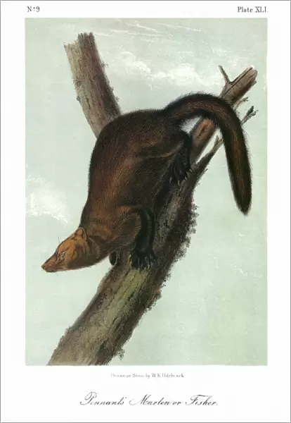 AUDUBON: FISHER. Pennants marten, or fisher (Martes pennanti). Lithograph, c1849