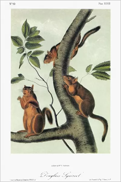 AUDUBON: SQUIRREL. Douglas squirrel (Tamiasciurus douglasii). Lithograph, c1849