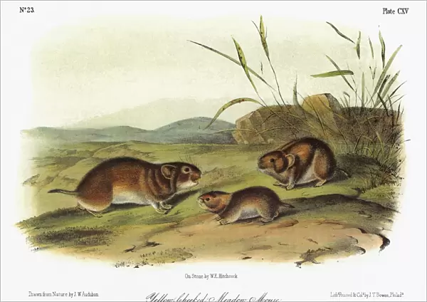 AUDUBON: VOLE. Taiga, or yellow-cheeked, vole (Microtus xanthognathus). Lithograph