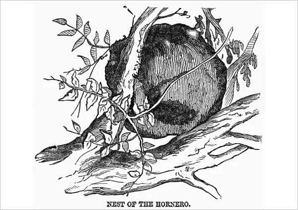 ZOOLOGY: HORNERO NEST. Nest of the hornero bird, native to Argentina. Wood engraving