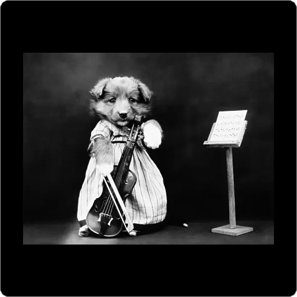 FREES: DOG, c1914. The fiddler. Photograph by Harry Whittier Frees, c1914