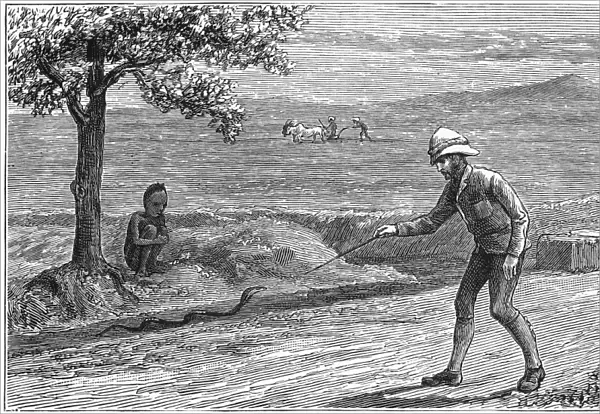 INDIA: SNAKE, 1887. A snake along the roadside in India. Wood engraving, English, 1887