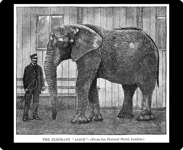 ALICE THE ELEPHANT, 1886. Alice, the elephant, a companion of Jumbo, in London