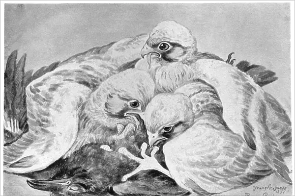 BLACKBURN: BIRDS, 1895. Peregrine Falcon. Illustration by Jemima Blackburn, 1895