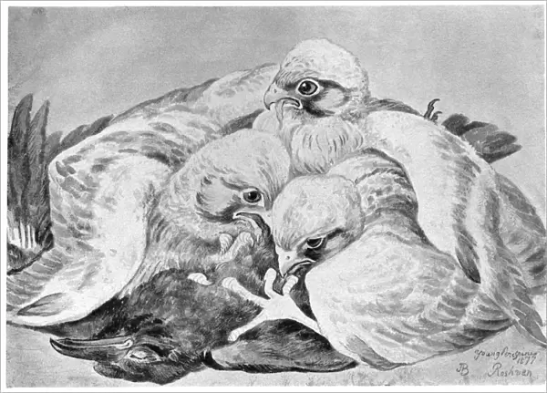 BLACKBURN: BIRDS, 1895. Peregrine Falcon. Illustration by Jemima Blackburn, 1895