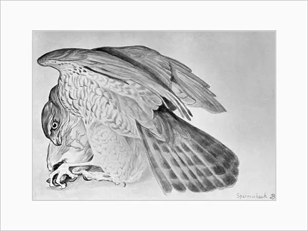 BLACKBURN: BIRDS, 1895. Sparrow Hawk. Illustration by Jemima Blackburn, 1895