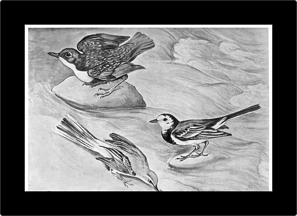BLACKBURN: BIRDS, 1895. Dipper, Grey Wagtail, and Pied Wagtail