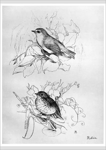 BLACKBURN: BIRDS, 1895. European Robin. Illustration by Jemima Blackburn, 1895