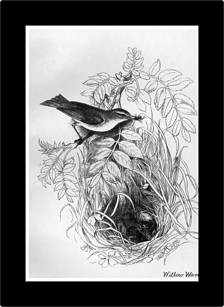 BLACKBURN: BIRDS, 1895. Willow Warbler. Illustration by Jemima Blackburn, 1895
