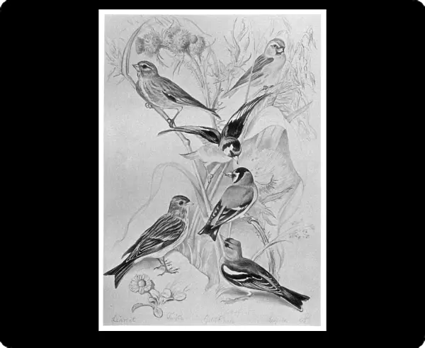 BLACKBURN: BIRDS, 1895. Goldfinch, Chaffinch, Linnet, Lesser Redpoll, Twite, or Mountain Linnet