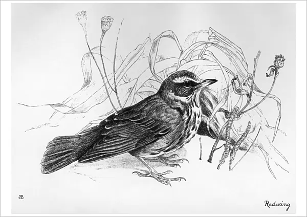 BLACKBURN: BIRDS, 1895. Redwing. Illustration by Jemima Blackburn, 1895