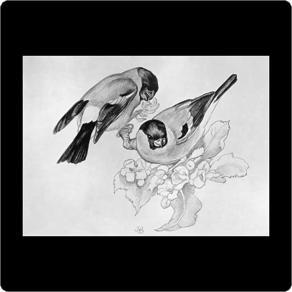 BLACKBURN: BIRDS, 1895. Bulfinch. Illustration by Jemima Blackburn, 1895
