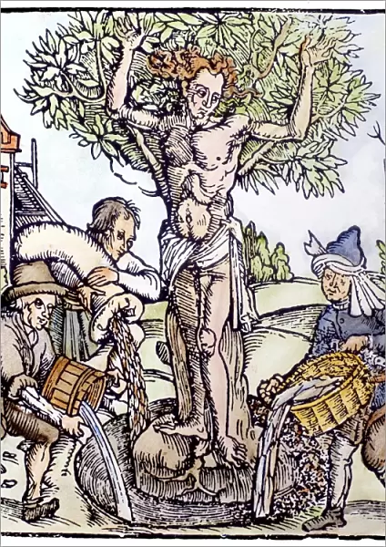 TREE OF LIFE, 1515. Yggdrasil, the Tree of Life in Norse-Teutonic mythology. Woodcut
