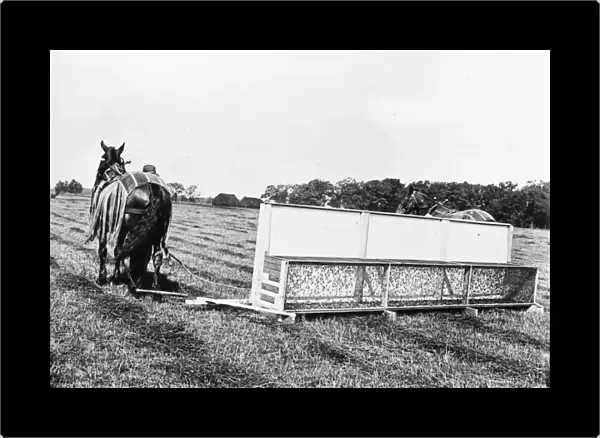 AMERICA: FARMING, c1920. A grasshopper-catching machine drawn by two horses in