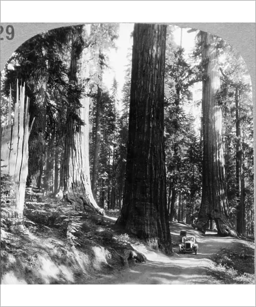 YOSEMITE: SEQUOIA GROVE. Giant sequoia trees and the Wawona Tree tunnel in the Mariposa Grove