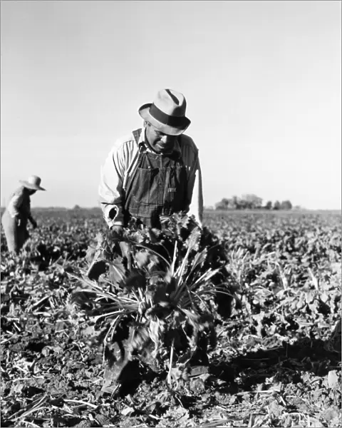MIGRANT WORKERS, 1939. Beet field workers in Adams County, Colorado, October 1939