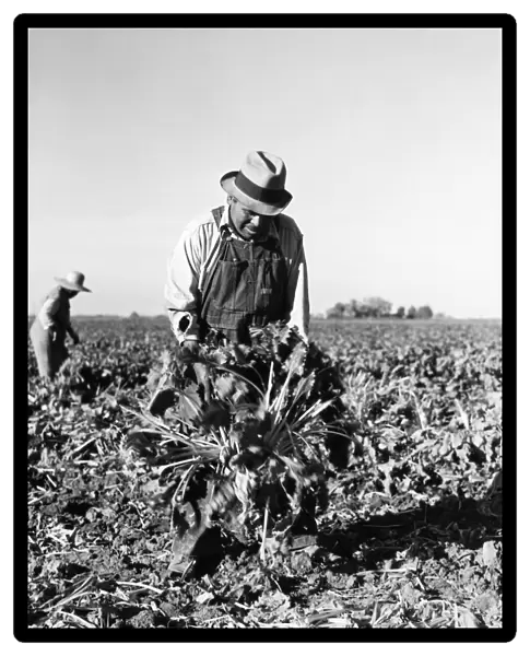 MIGRANT WORKERS, 1939. Beet field workers in Adams County, Colorado, October 1939