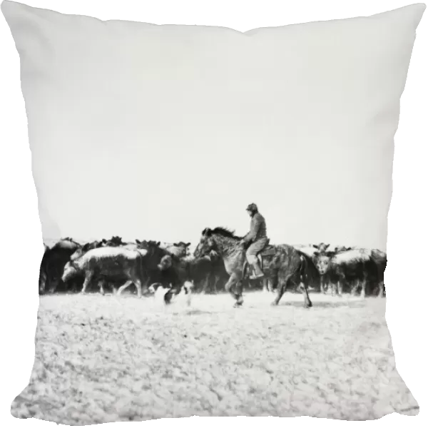 COWBOYS, 1940. Bringing in cattle from a blizzard in Lyman County, South Dakota, 1940