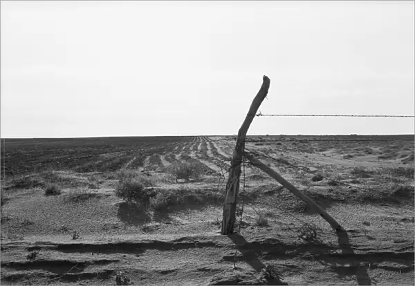 TEXAS FARM, 1938. Furrowing against the wind to check the drift of sand on a farm