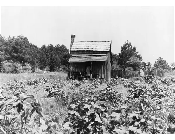 MISSISSIPPI: FARM, 1937. A sharecroppers cabin with cotton and corn growing, near Jackson