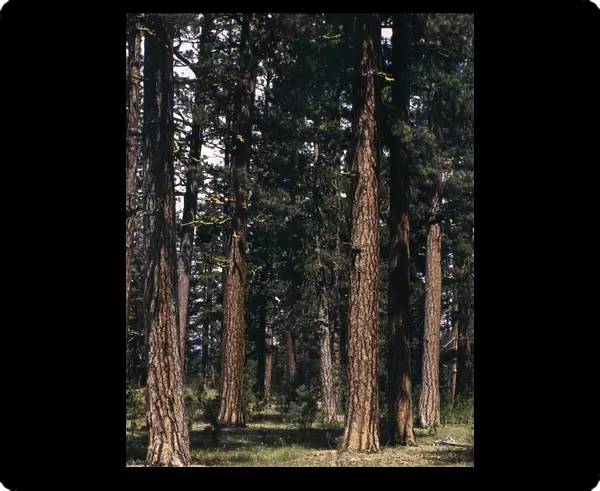 PONDEROSA FOREST, 1942. Virgin ponderosa pine trees in Malheur National Forest