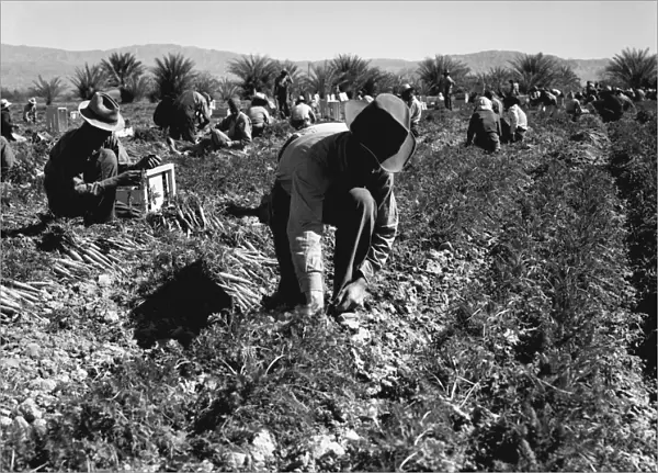 MIGRANT WORKERS, 1937. Carrot pullers from Texas, Oklahoma, Missouri, Arkansas