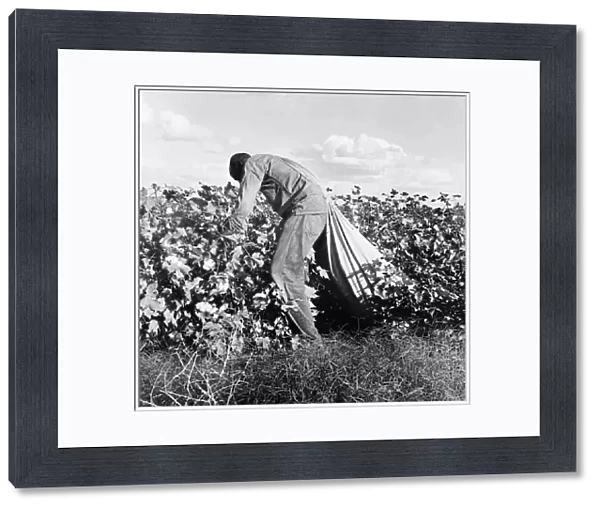COTTON PICKER, 1938. An African American migrant worker picking cotton in San Joaquin Valley
