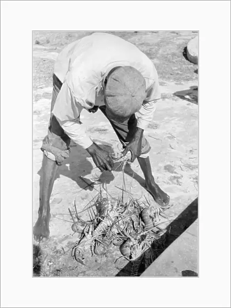KEY WEST: FISHERMAN, 1938. A fisherman with lobsters in Key West, Florida