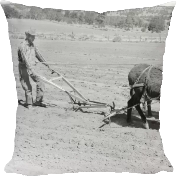 PLOWING, 1940. Jack Whinery hitching his burros up to a homemade plow in Pie Town, New Mexico