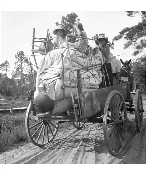 FLORIDA: MOVING DAY, 1936. Moving day in turpentine pine forest country in Florida
