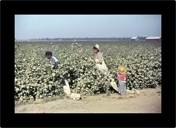 MISSISSIPPI: LABOR, 1940. Cotton picking in the vicinity of Clarksdale, Mississippi