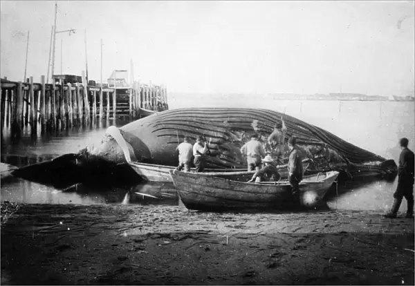 ALASKA: WHALING. Cutting into a blue whale on a beach in Alaska