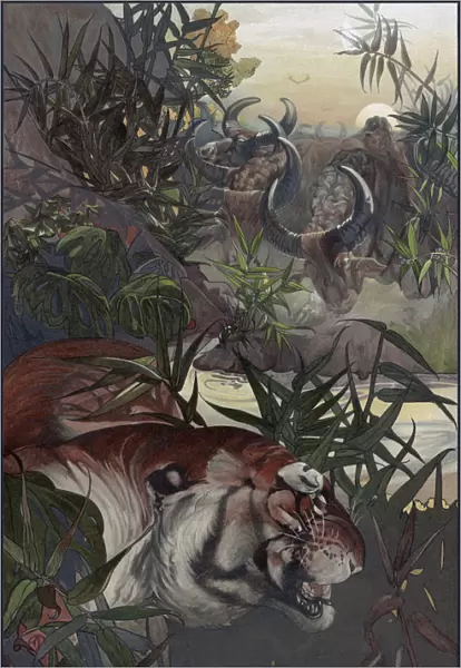 JUNGLE BOOK, 1903. Shere Khan in the jungle