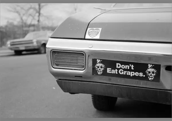 GRAPE STRIKE, 1970. A bumper sticker in support of workers on strike against grape