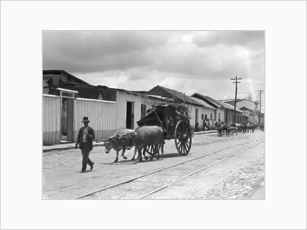 LATIN AMERICA, c1920. Men and cattle on a street in a rural town in Cuba or Guatemala