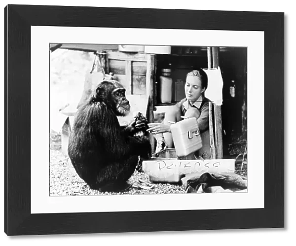 JANE GOODALL (1934- ). British conservationist and zoologist. Photographed with the chimpanzee