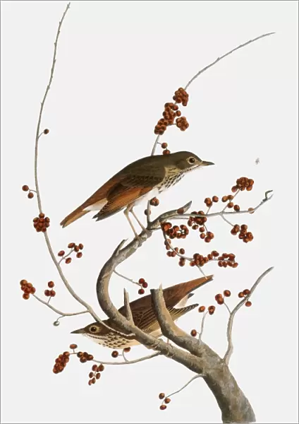 AUDUBON: THRUSH. Hermit Thrush (Catharus guttatus), from John James Audubons The Birds of America, 1827-1838