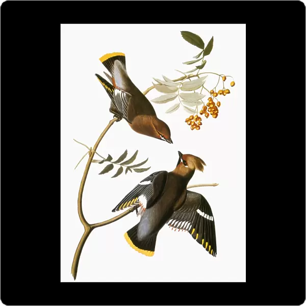 AUDUBON: WAXWING. Bohemian waxwing (Bombycilla garrulus), from John James Audubons The Birds of America, 1827-1838