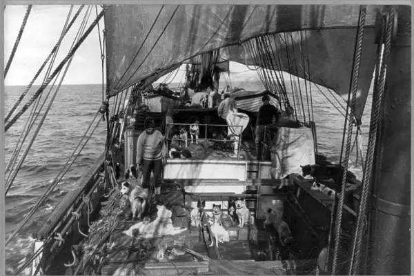 TERRA NOVA EXPEDITION. Sled dogs on the deck of a ship during Robert Falcon Scotts Terra Nova expedition to the South Pole, 1910-1912