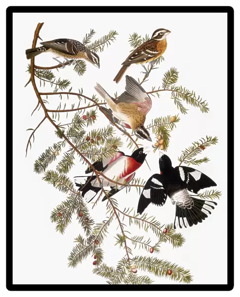 AUDUBON: GROSBEAK. Rose-breasted grosbeak (Pheucticus ludovicianus), from John James Audubons The Birds of America, 1827-1838
