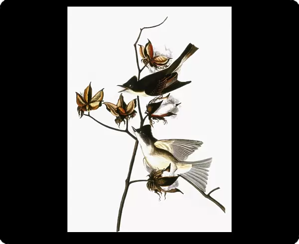 AUDUBON: PHOEBE. Eastern Phoebe (Sayornis phoebe), from John James Audubons The Birds of America, 1827-1838