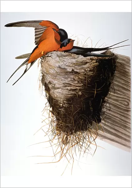 AUDUBON: SWALLOW. Barn Swallow (Hirundo rustica), from John James Audubons The Birds of America, 1827-1838