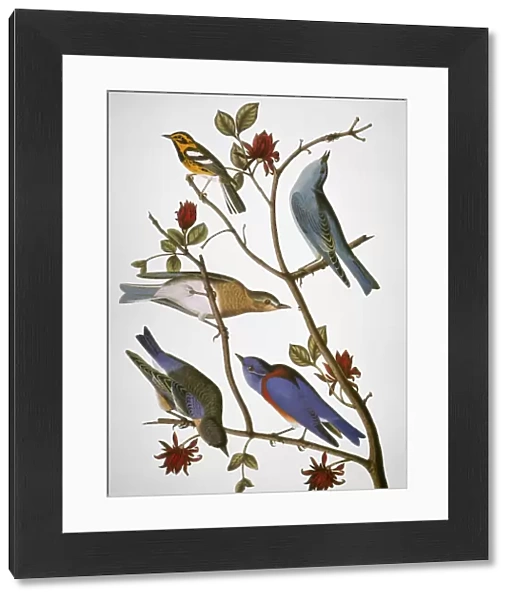 AUDUBON: BLUEBIRDS. From top: Townsends warbler, Arctic bluebird, western bluebird, from John James Audubons The Birds of America, 1827-1838