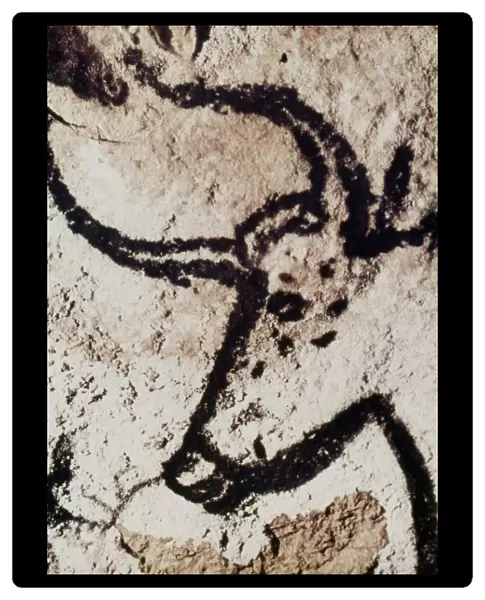 CAVE ART: LASCAUX. Head of a bull from the Cave of Lascaux, Montignac, France