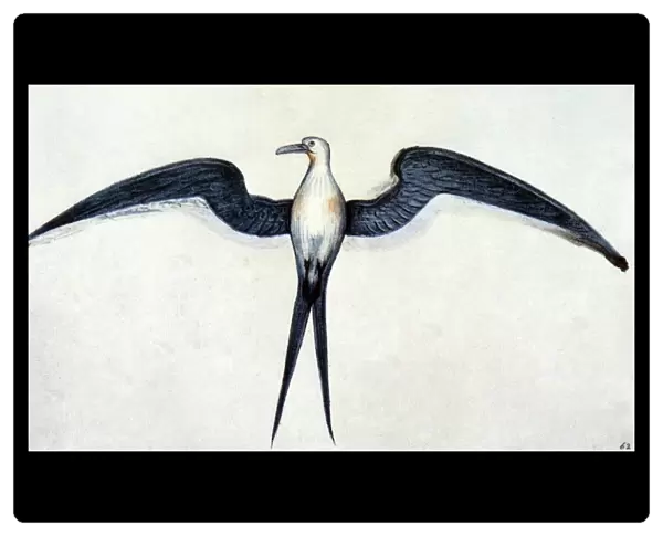 WHITE: FRIGATE BIRD. Watercolor, c1585, by John White
