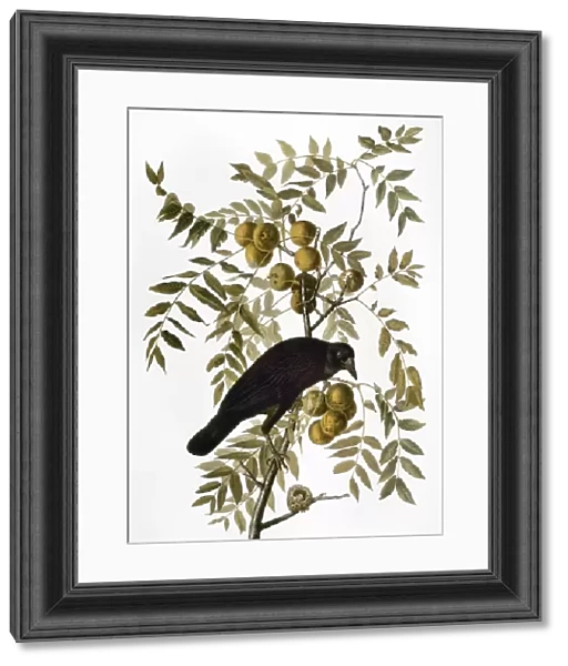 AUDUBON: CROW. American Crow (Corvus brachyrhynchos  /  Corvus Americanus), from John James Audubons The Birds of America, 1827-1838
