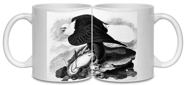 THE BALD EAGLE. Watercolor painting by John James Audubon (1785-1851)