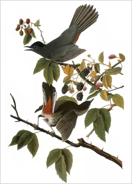 AUDUBON: CATBIRD, (1827-38). Gray Catbird (Dumetella carolinensis) by John James Audubon for his Birds of America, 1827-1838